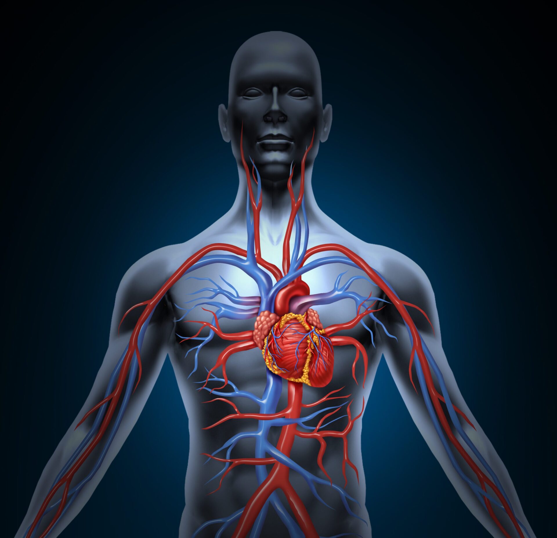3D art of a human torso showing the cardiovascular system