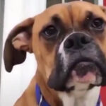 A brown Boxer dog looks up at the person holding the camera