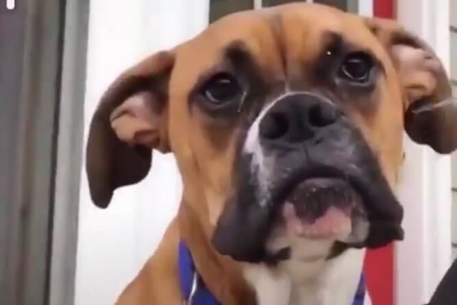 A brown Boxer dog looks up at the person holding the camera